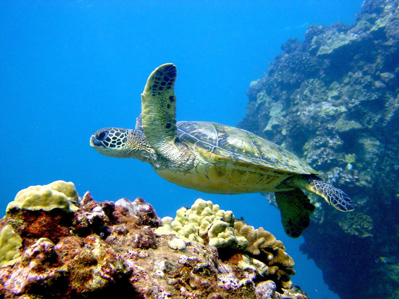 Honu